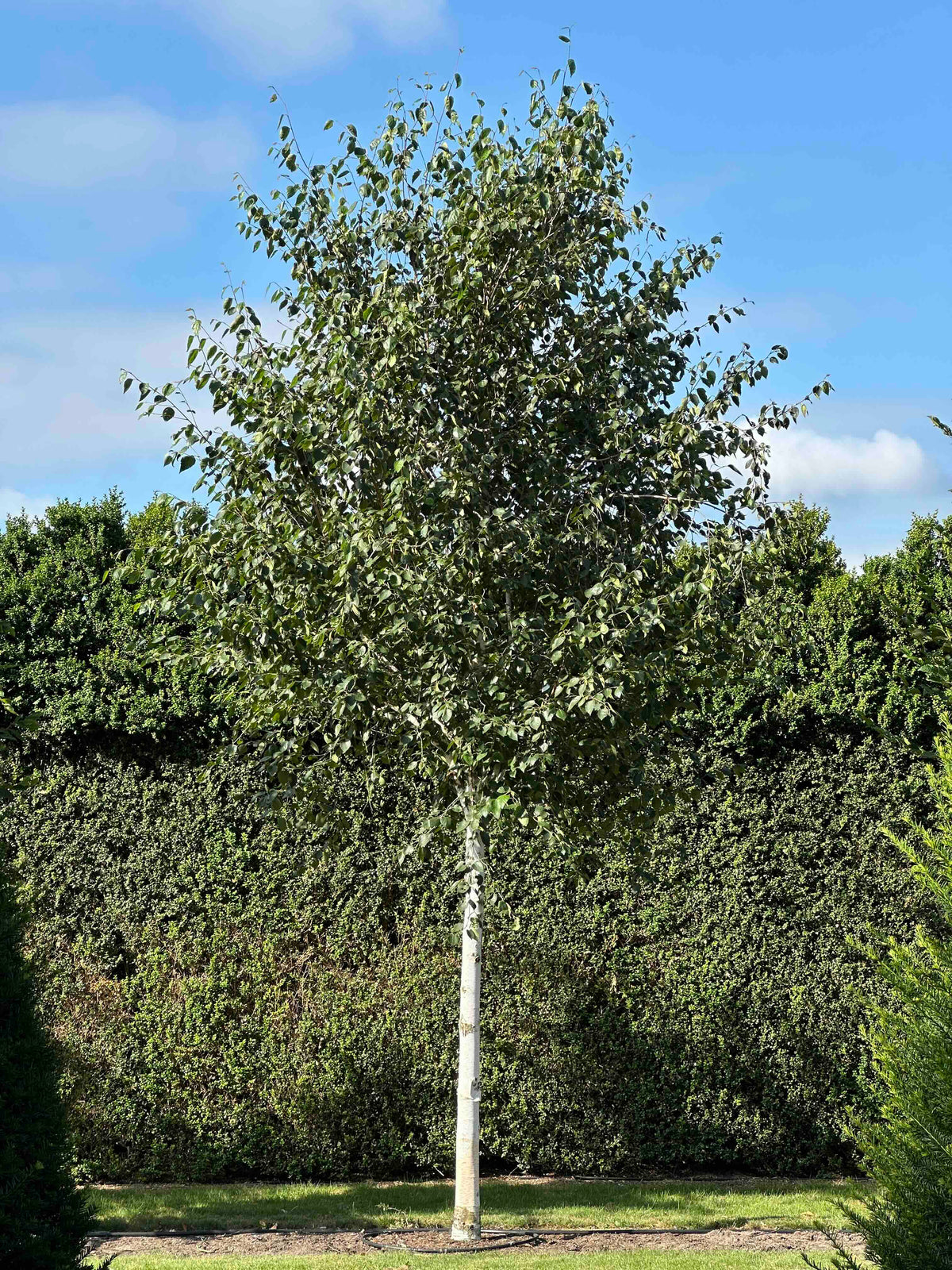 BJ TREE #002