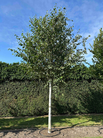 BJ TREE #002