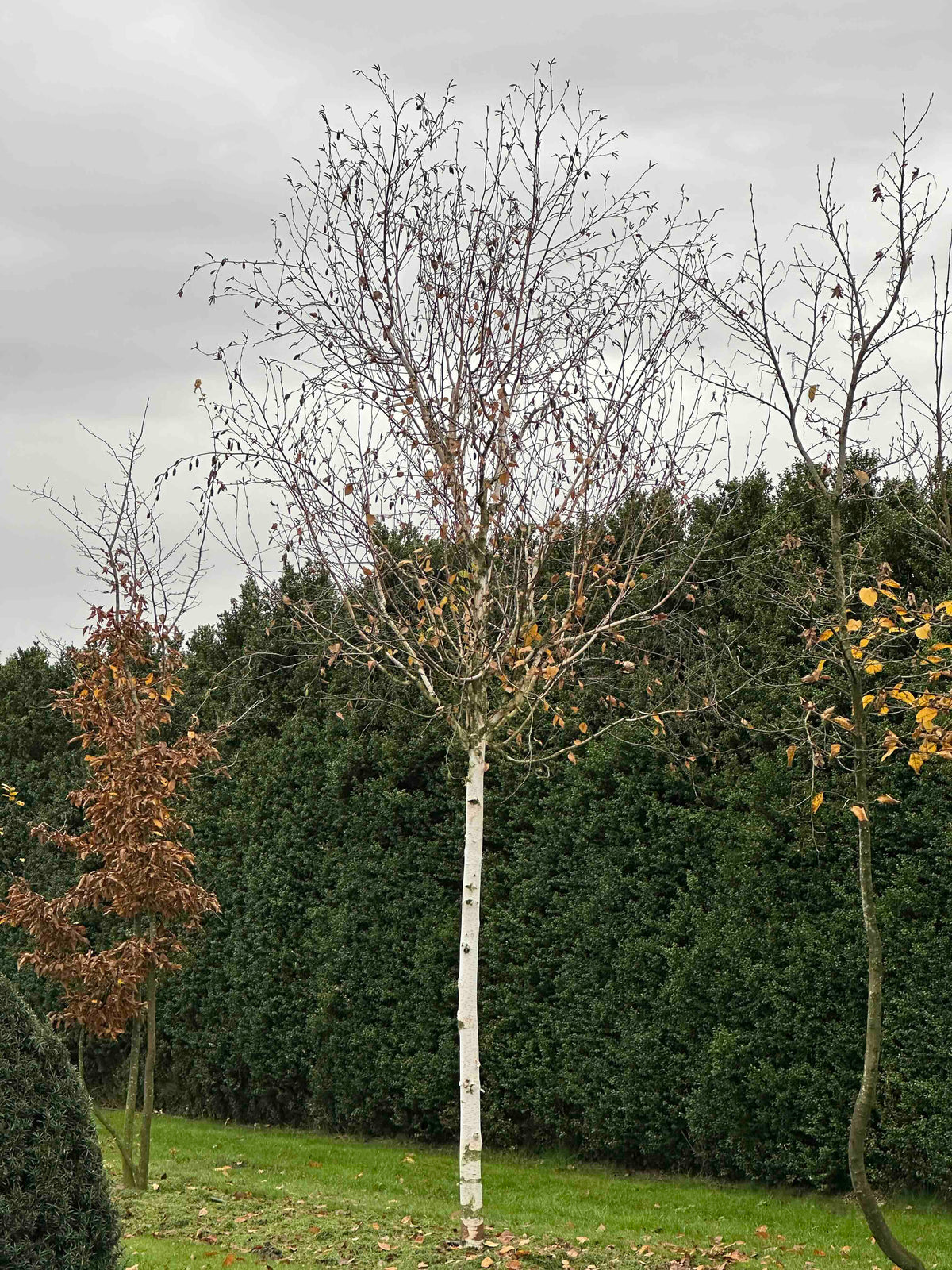BJ TREE #002