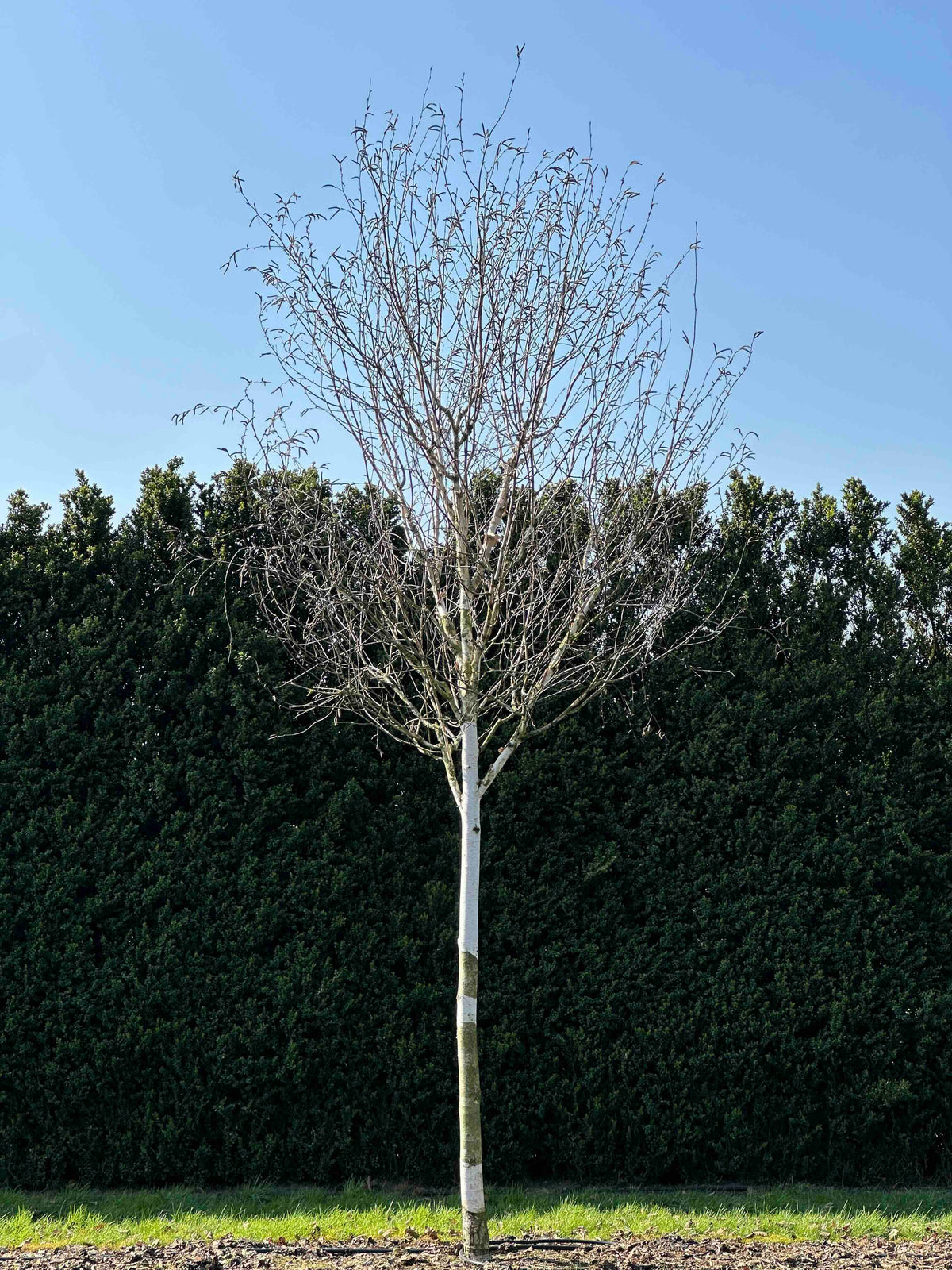 BJ TREE #002