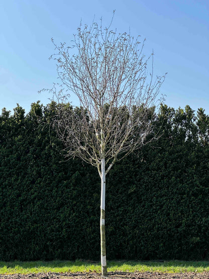 BJ TREE #002