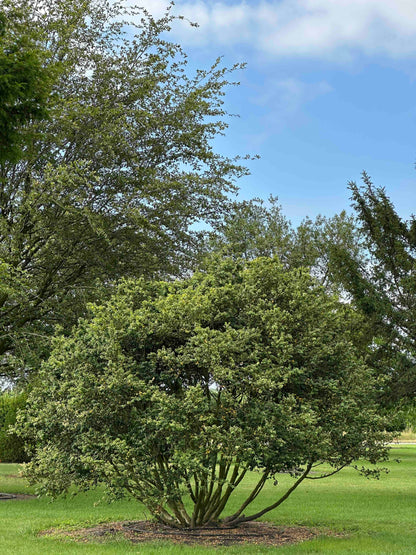 BSA TREE #001