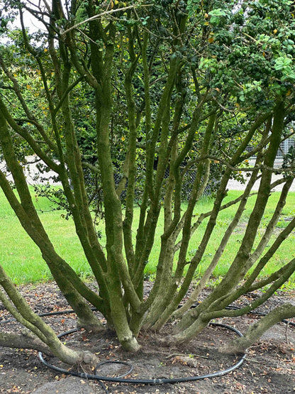 BSA TREE #001