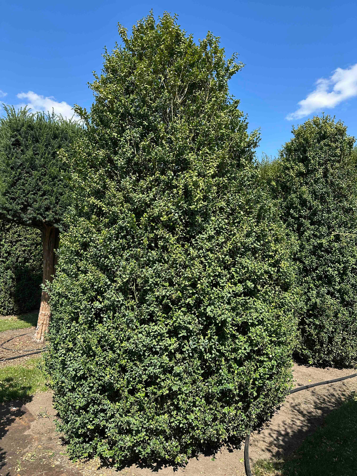 BUSE SHRUB #001