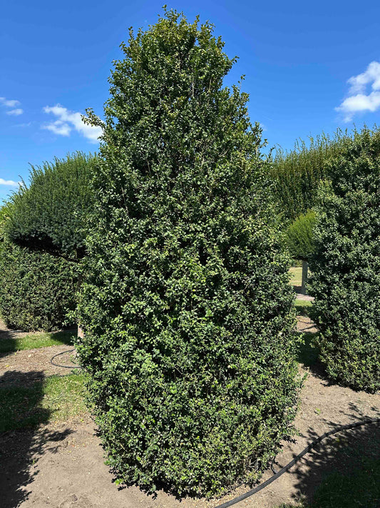 BUSE SHRUB #002