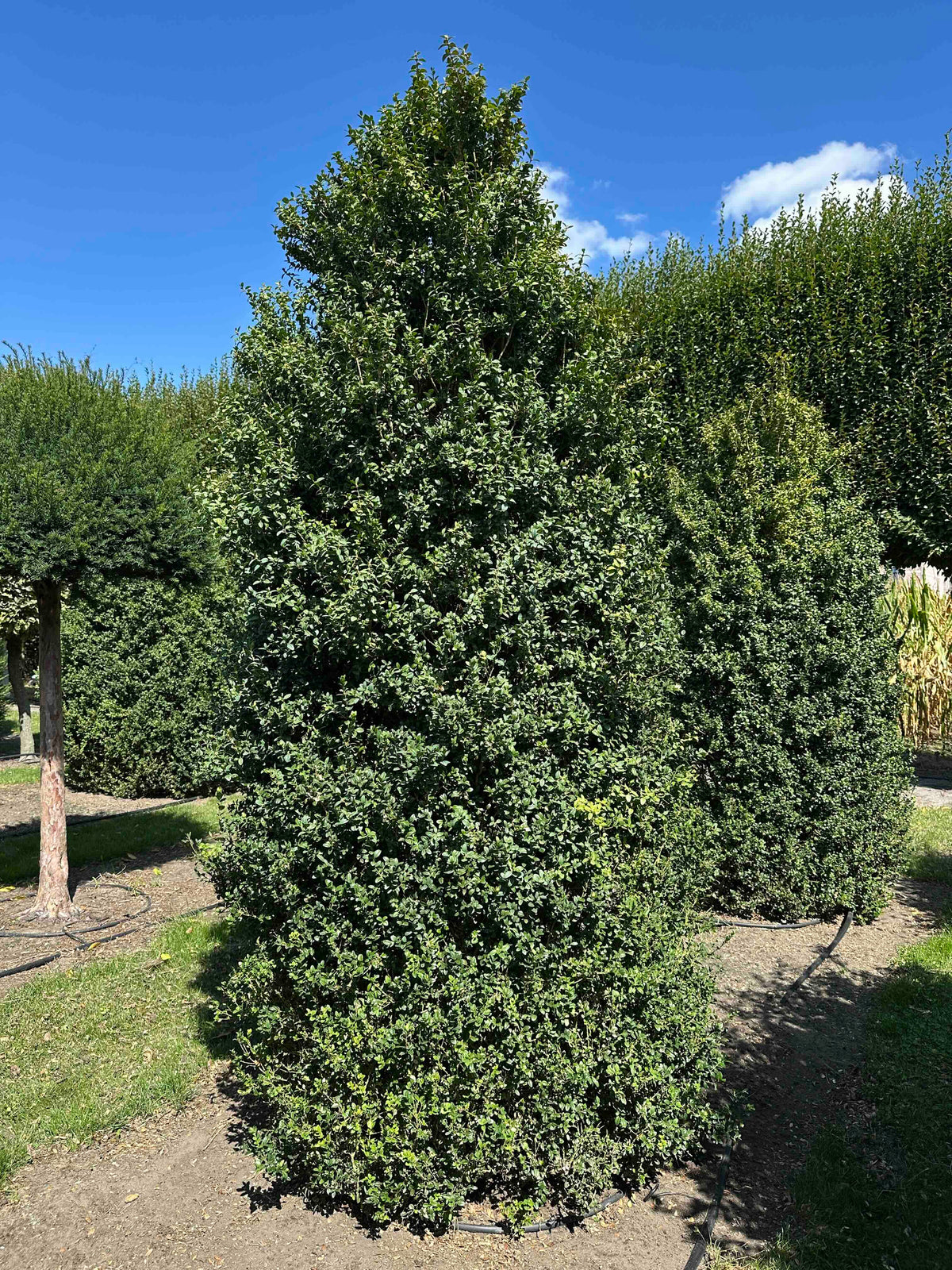 BUSE SHRUB #003