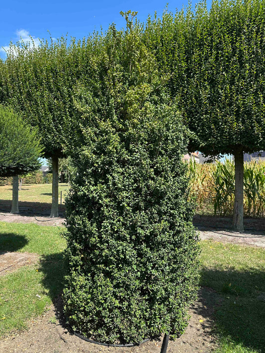 BUSE SHRUB #004