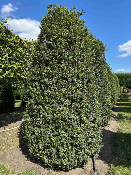 BUSE SHRUB #005