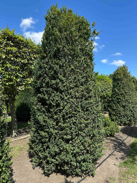 BUSE SHRUB #006