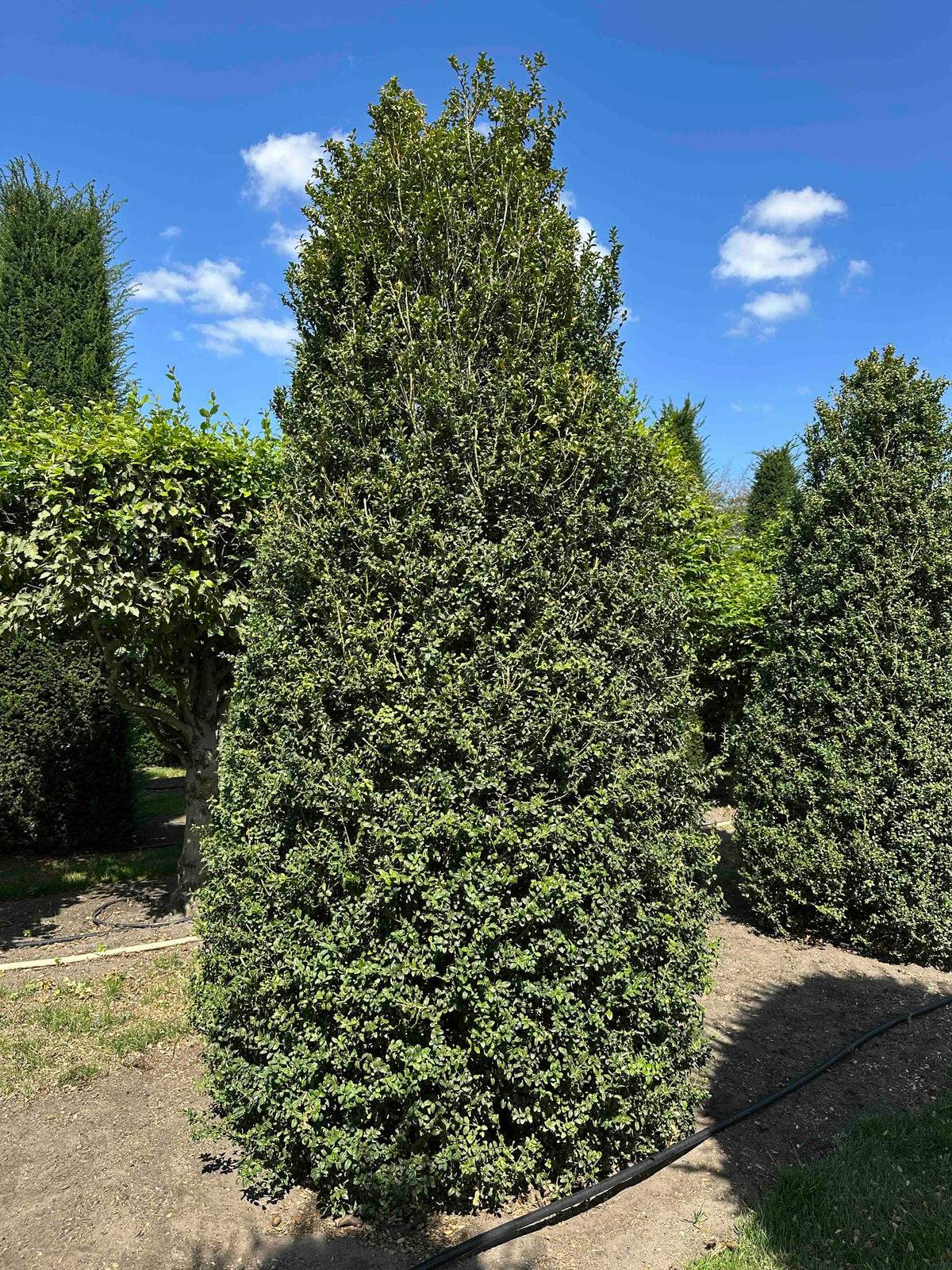 BUSE SHRUB #007