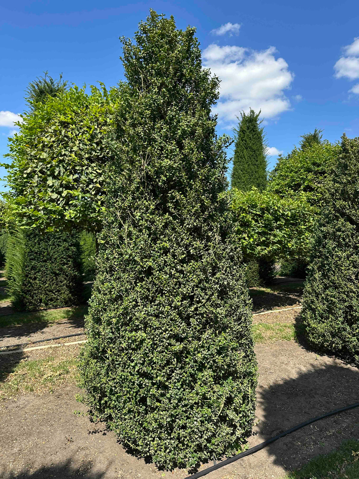 BUSE SHRUB #008