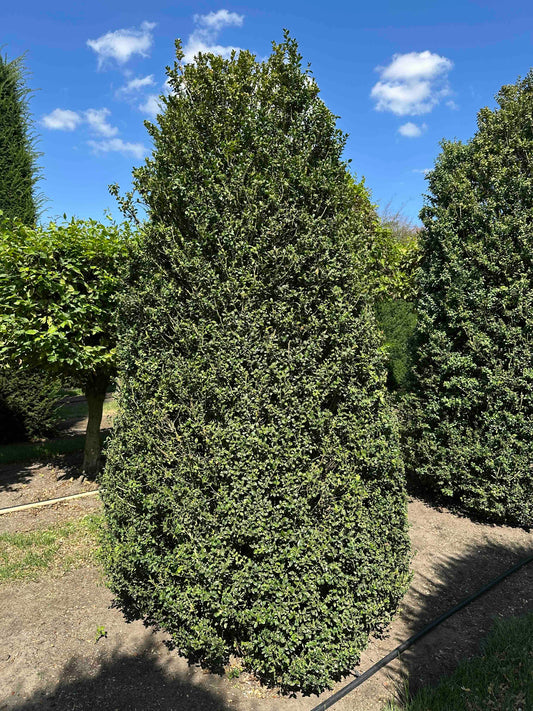 BUSE SHRUB #009
