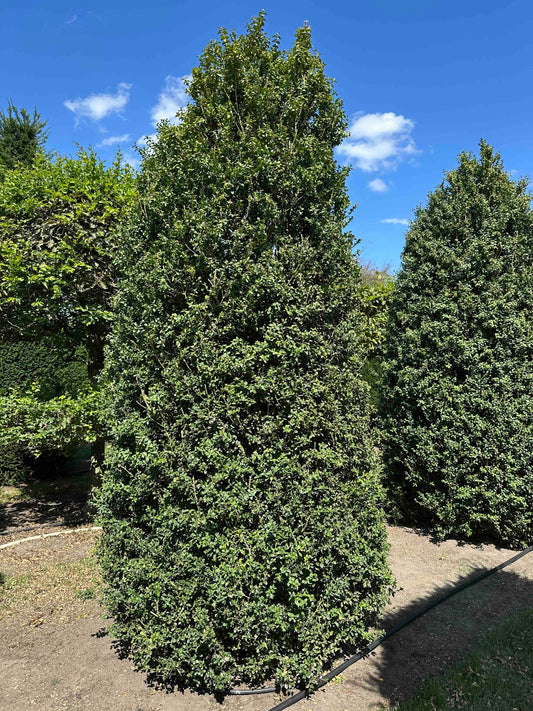 BUSE SHRUB #010