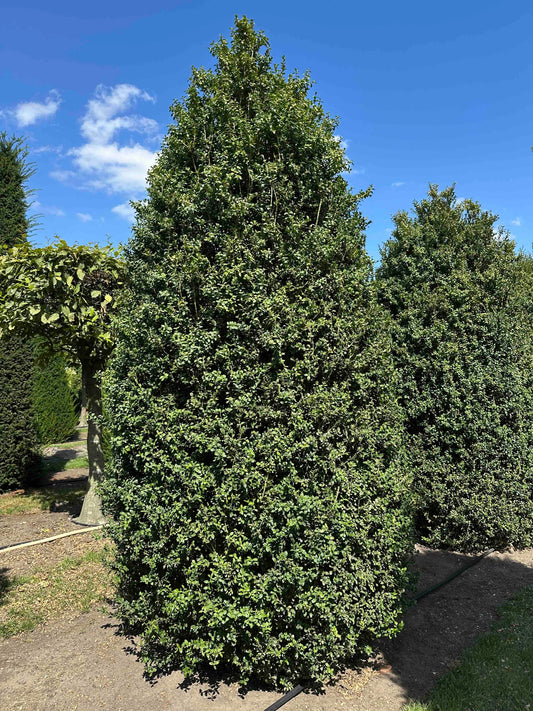 BUSE SHRUB #011