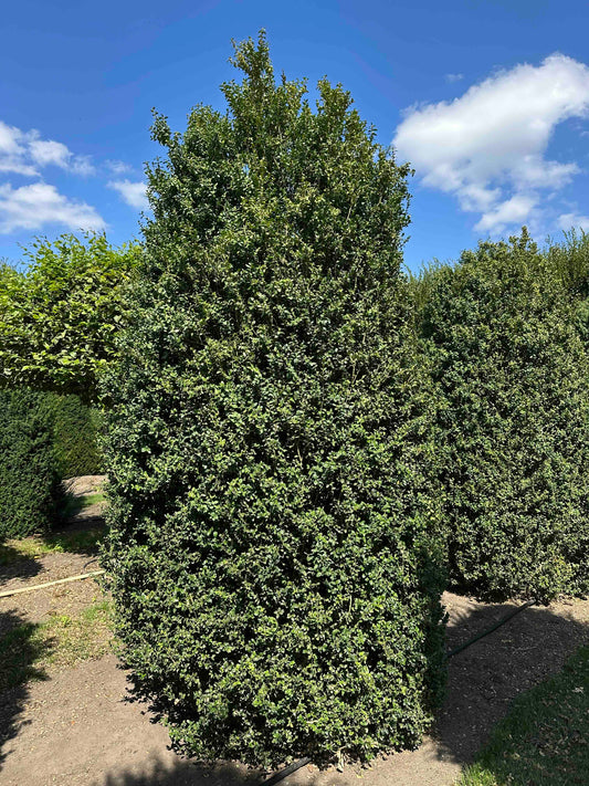 BUSE SHRUB #012