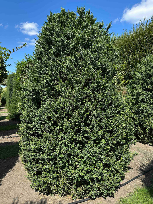 BUSE SHRUB #014