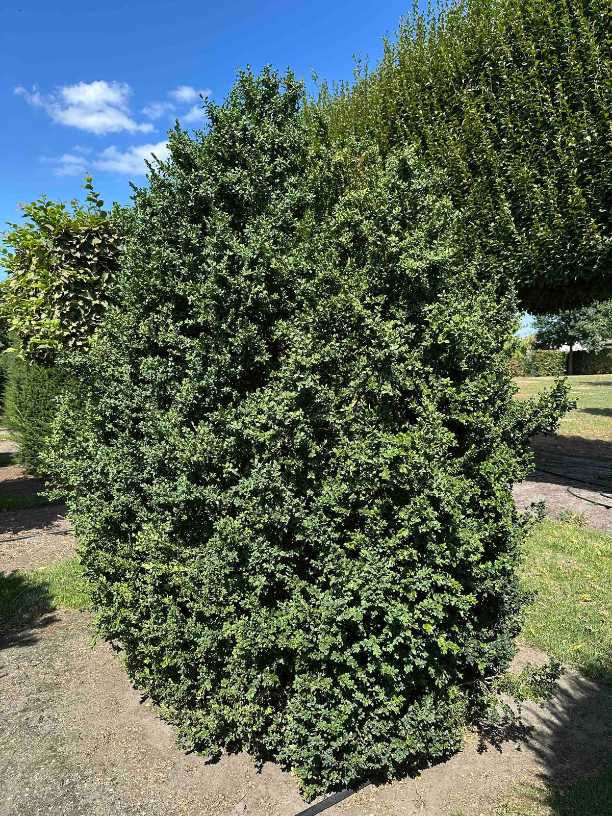 BUSE SHRUB #015