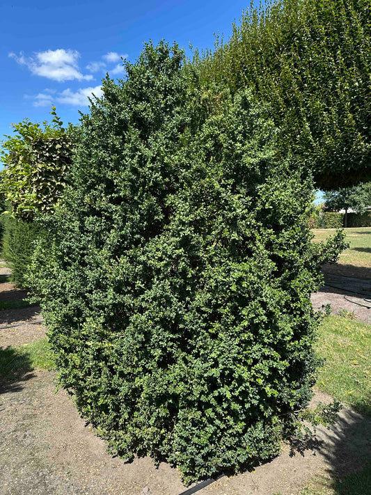 BUSE SHRUB #015