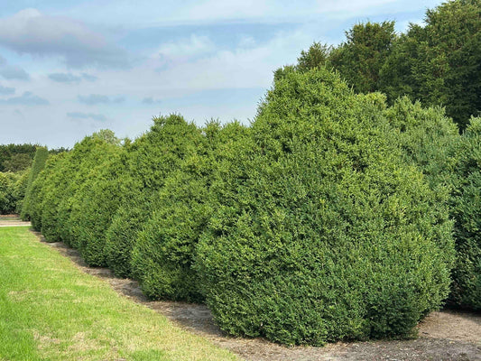 BUSE SHRUB #016