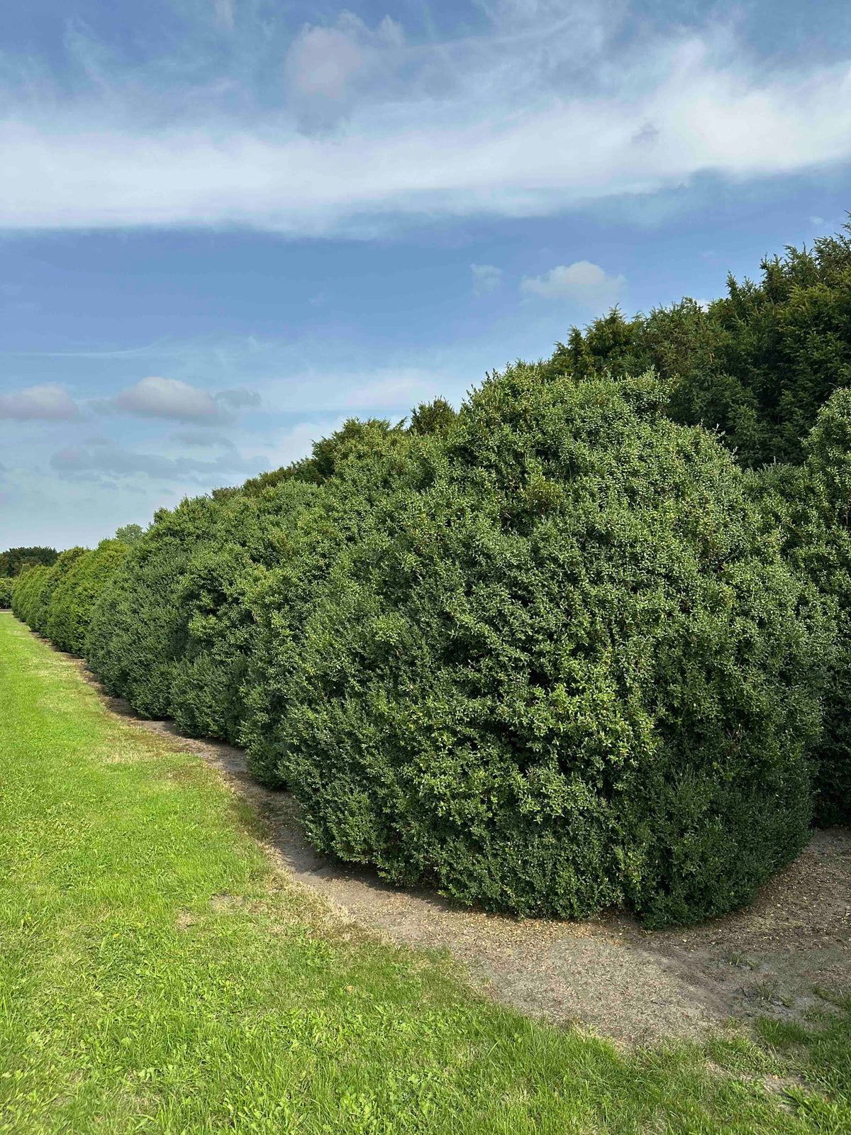 BUSE SHRUB #059