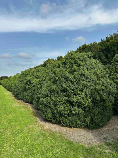 BUSE SHRUB #059