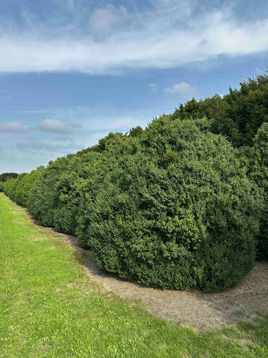 BUSE SHRUB #046