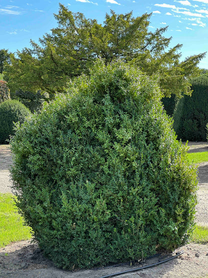 BUSE SHRUB #063