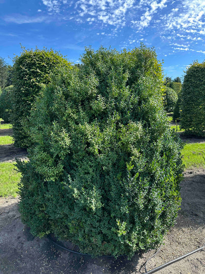 BUSE SHRUB #066
