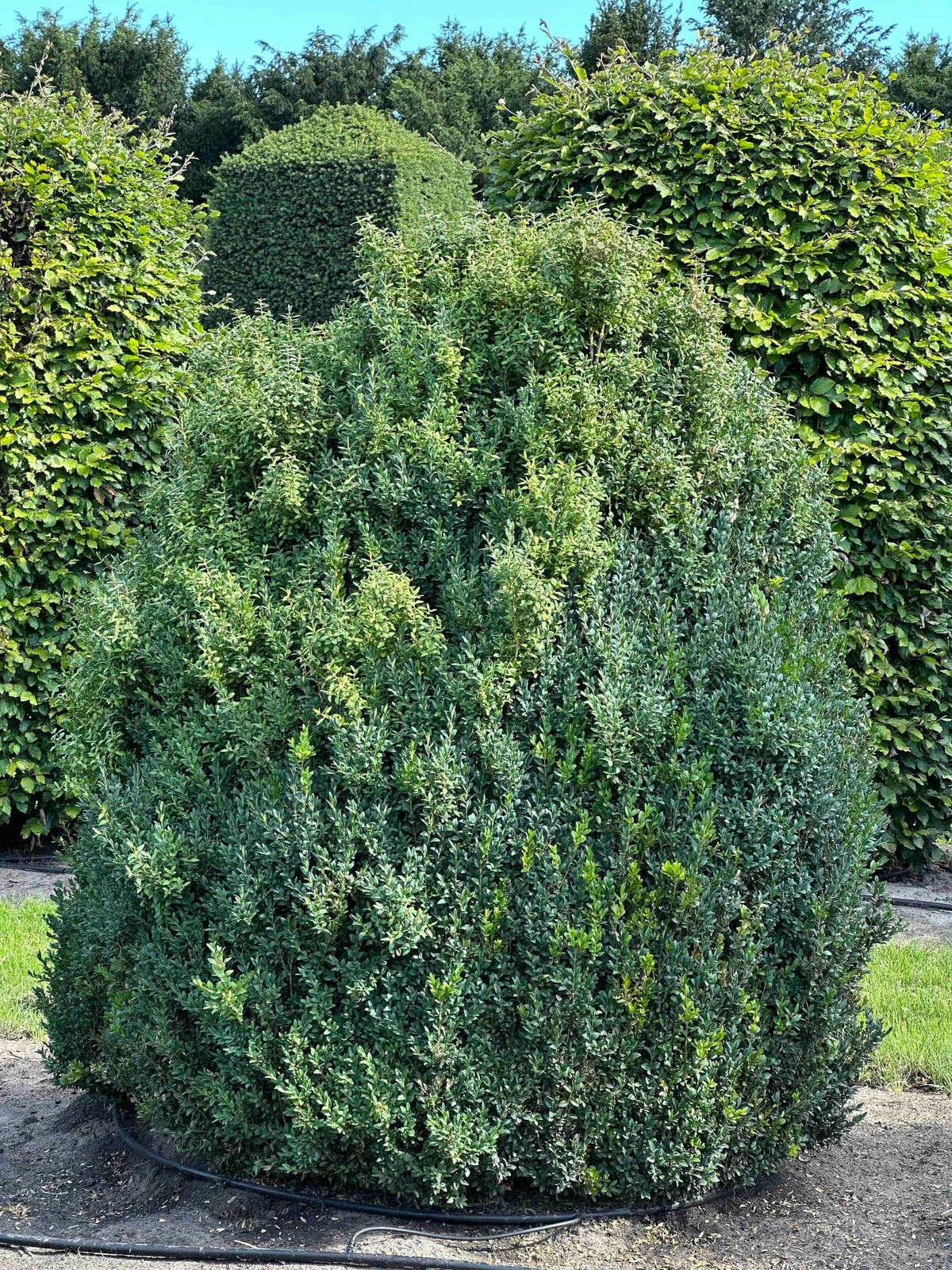 BUSE SHRUB #066