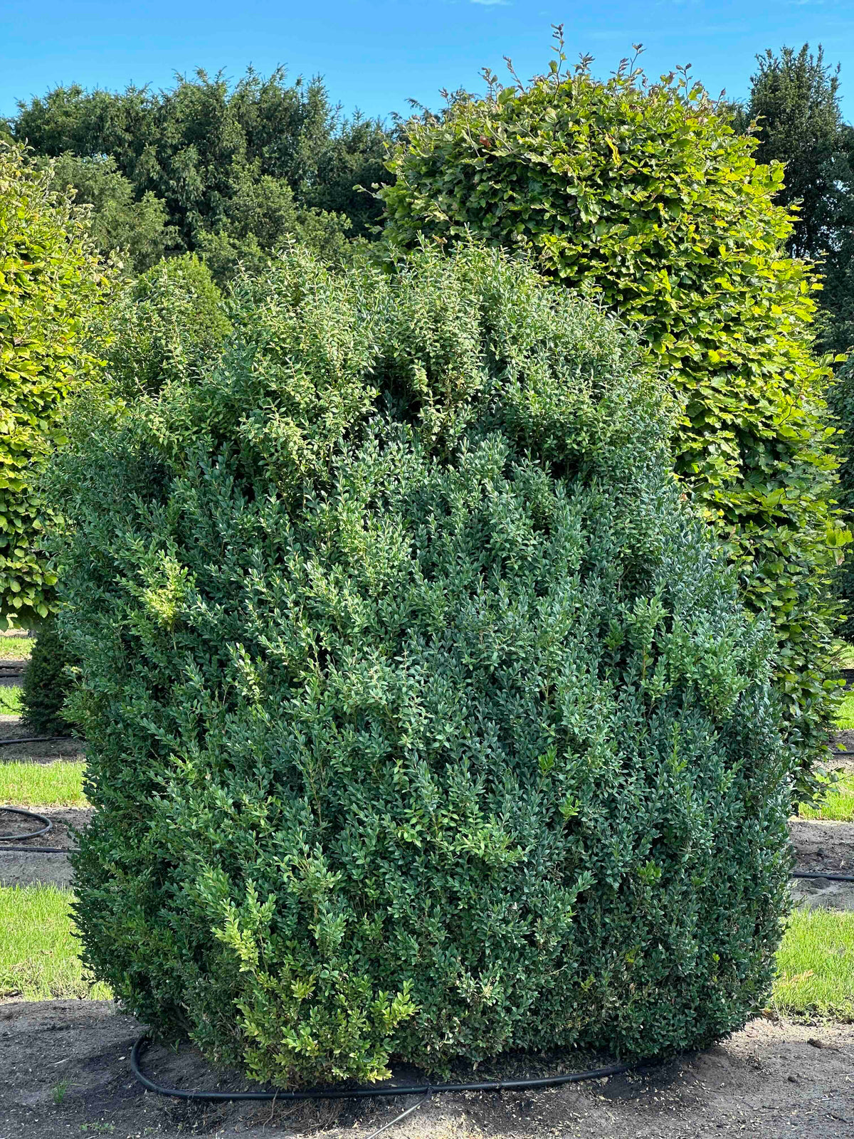 BUSE SHRUB #067