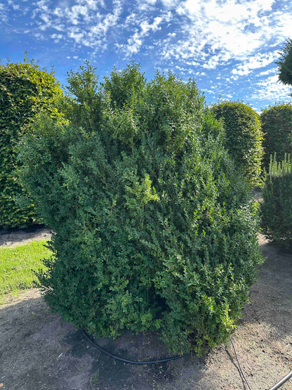 BUSE SHRUB #067