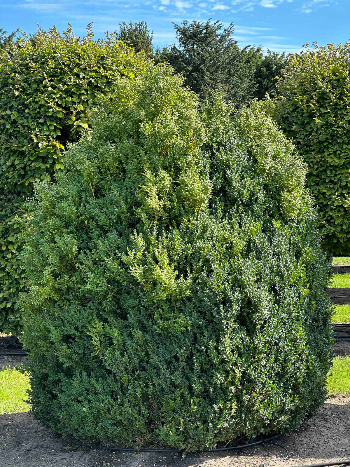 BUSE SHRUB #068