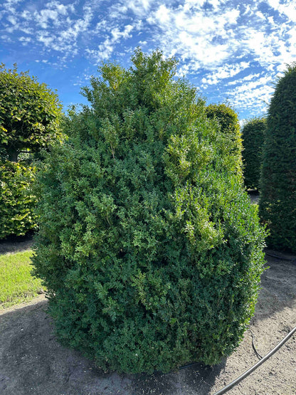 BUSE SHRUB #068