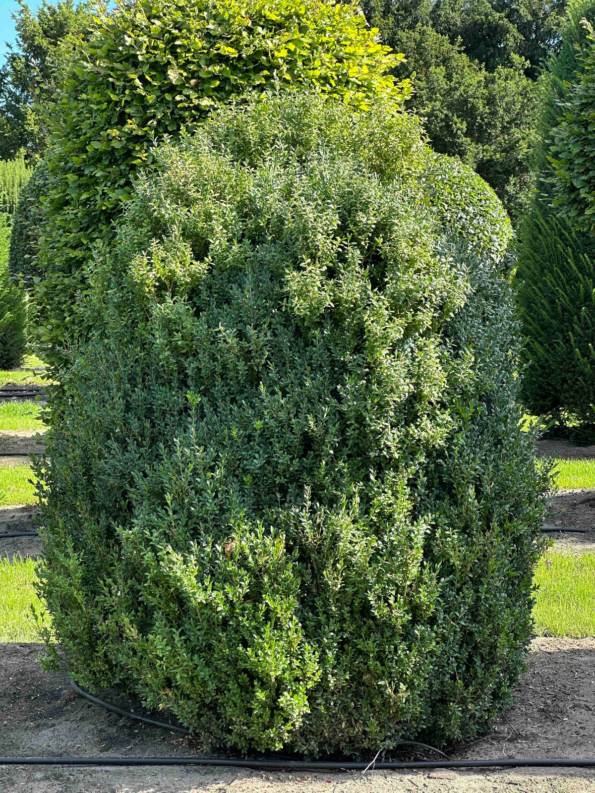 BUSE SHRUB #069
