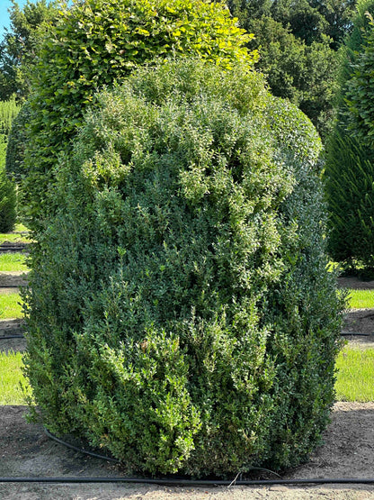 BUSE SHRUB #069