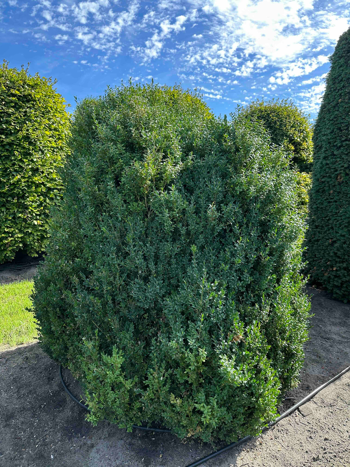 BUSE SHRUB #069