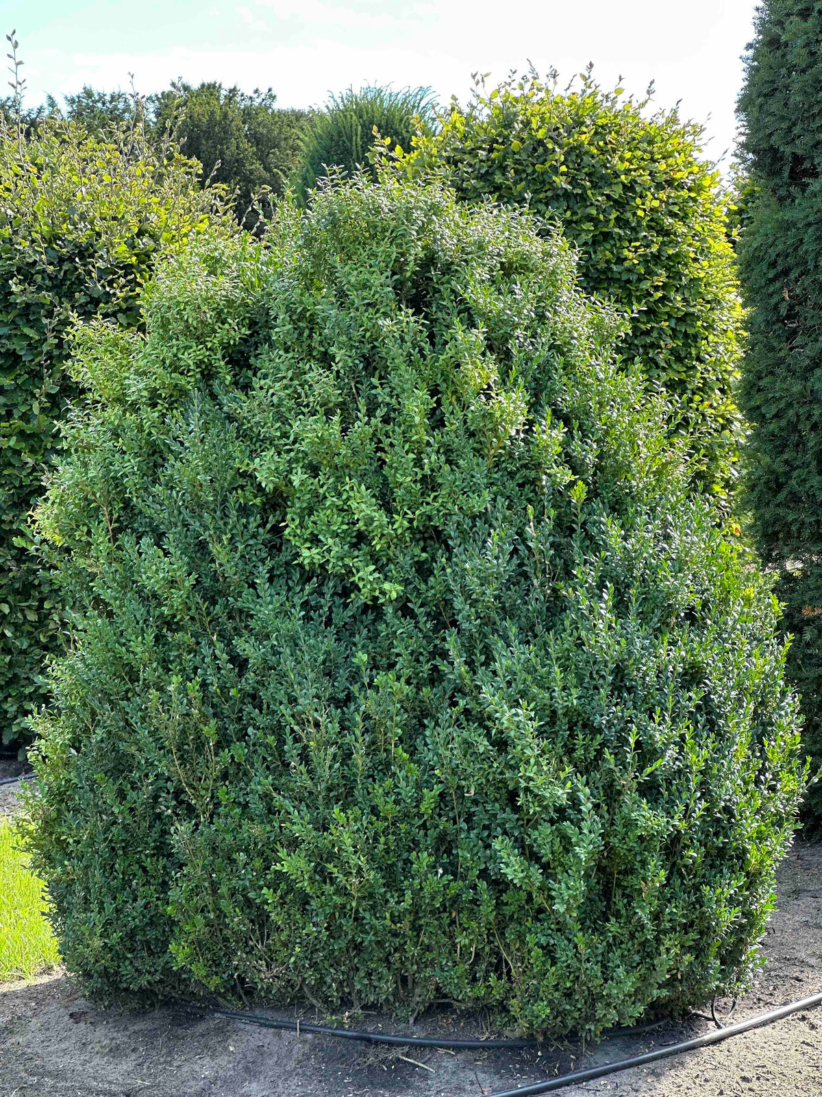 BUSE SHRUB #070