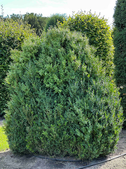 BUSE SHRUB #070