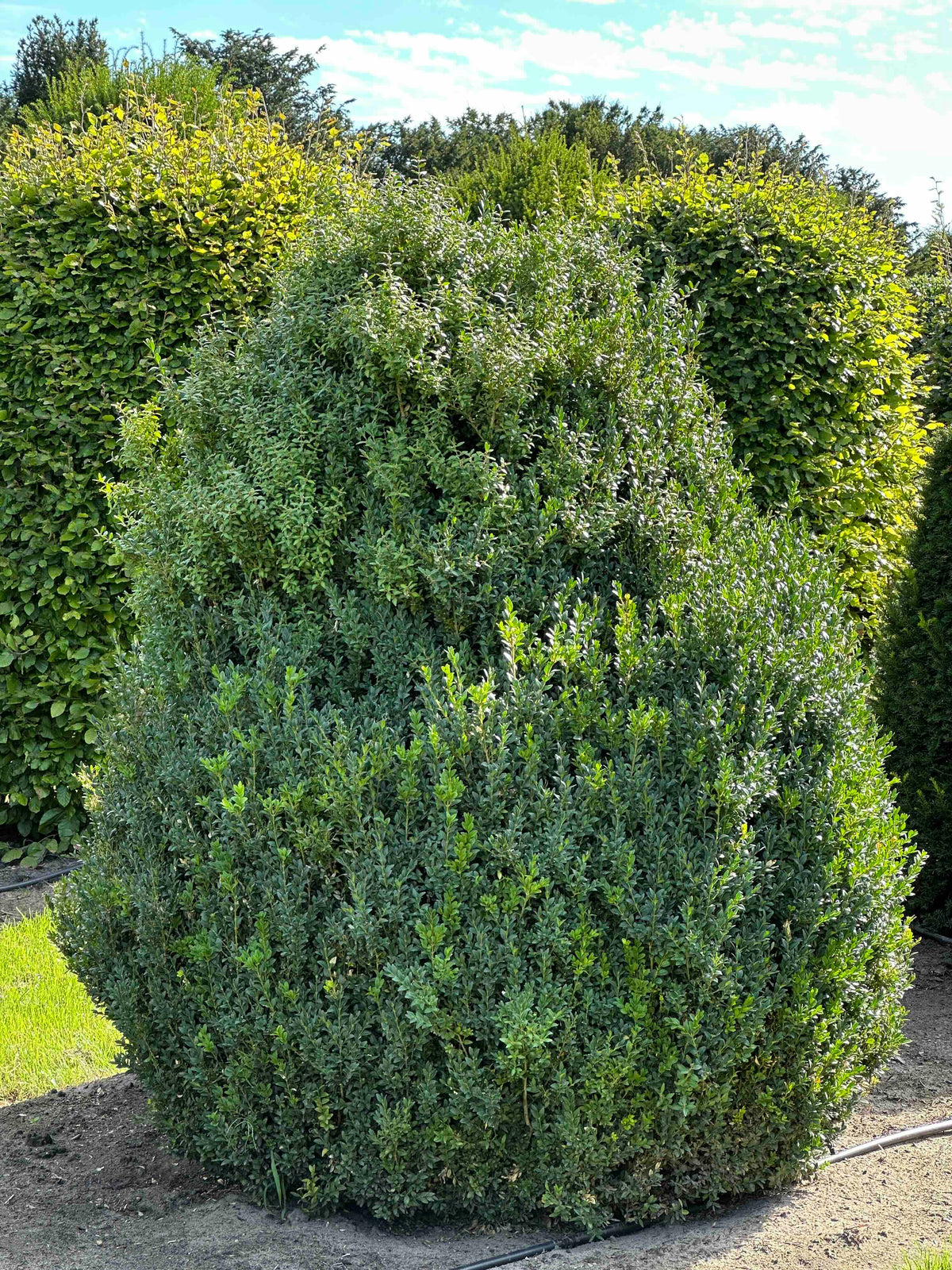 BUSE SHRUB #071