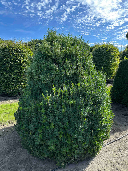 BUSE SHRUB #071