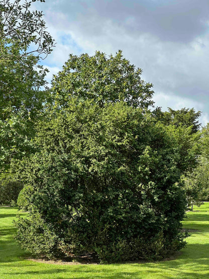 BUSE SHRUB #074