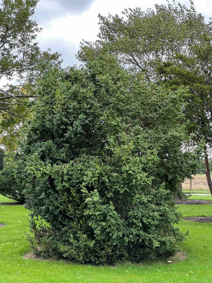BUSE SHRUB #074
