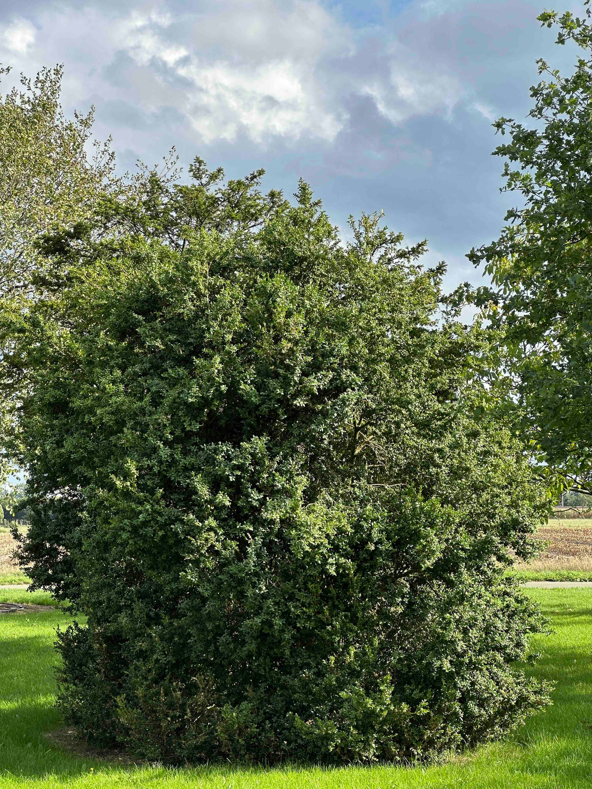 BUSE SHRUB #074