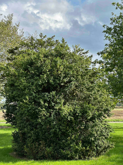 BUSE SHRUB #074