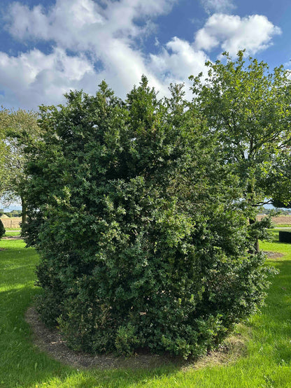 BUSE SHRUB #074