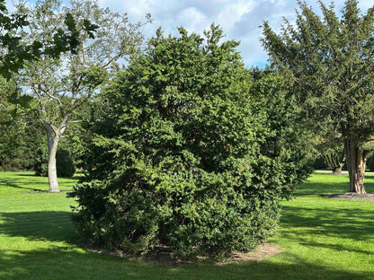 BUSE SHRUB #074