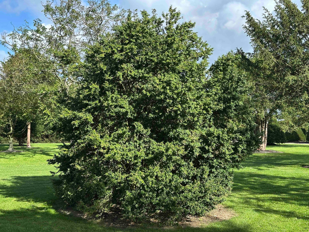 BUSE SHRUB #074