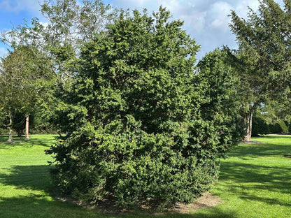 BUSE SHRUB #074