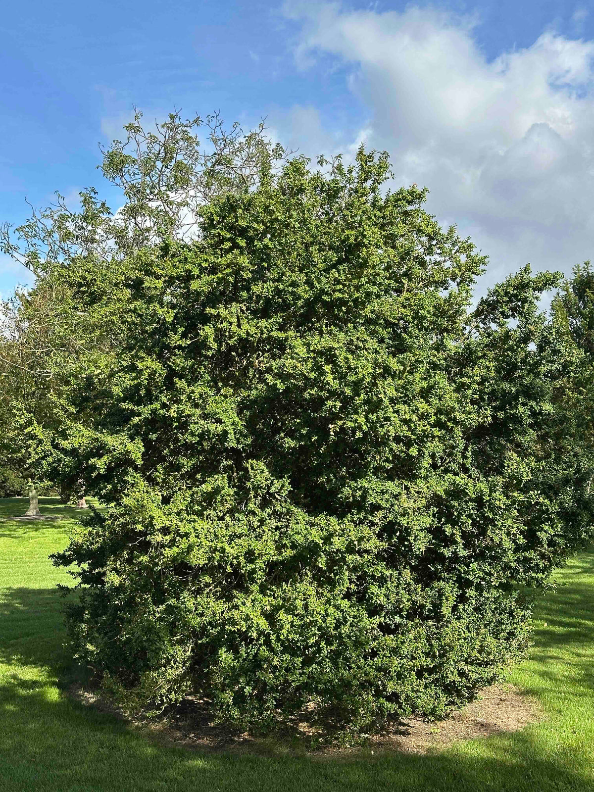 BUSE SHRUB #074