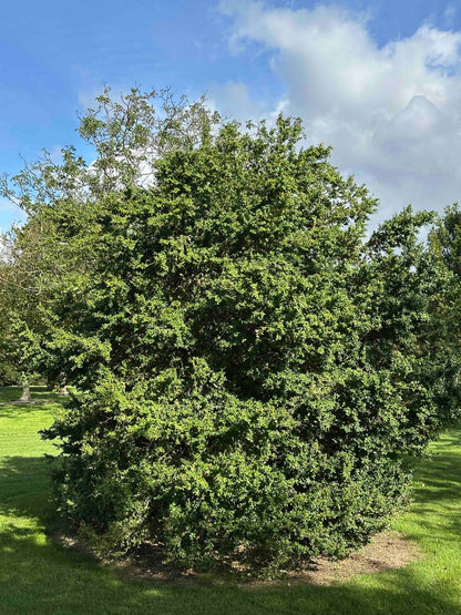 BUSE SHRUB #074